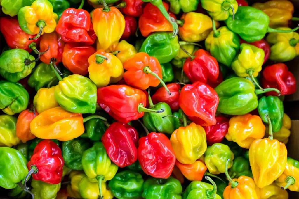Pepper Types